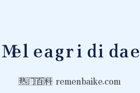 Meleagrididae是什么意思的图片